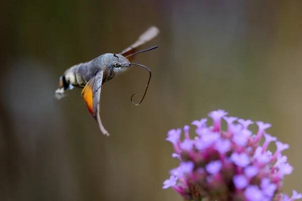 Dlouhozobka svízelová (Macroglossum stellatarum)