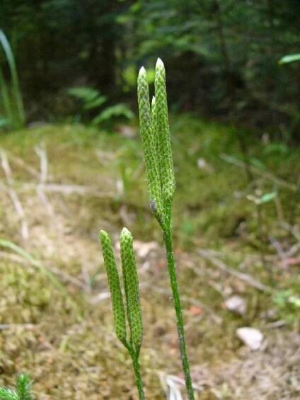 Plavuň vidlačka pravá (Lycopodium clavatum), Zvonějov [JI], 29.7.2010, foto Josef Komárek
