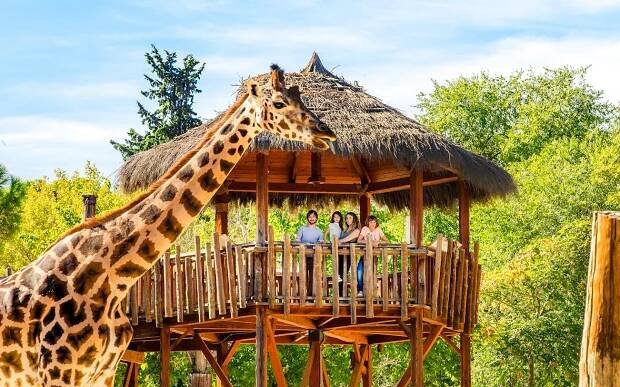 Giraffe near a wooden platform with a family at Madrid Zoo.