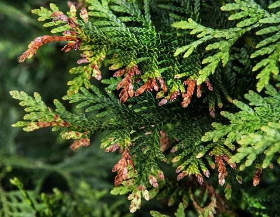 Rezaví vám túje? Příčin může být řada - Můj STIHL