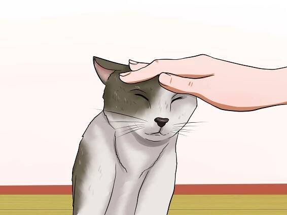 How to Traffic Train Your Cat (with Pictures) - wikiHow