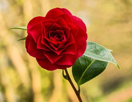 File:Bloem van een Camellia × williamsii 'Roger Hall'. 20-04-2021 (actm.) 01.jpg - Wikimedia Commons