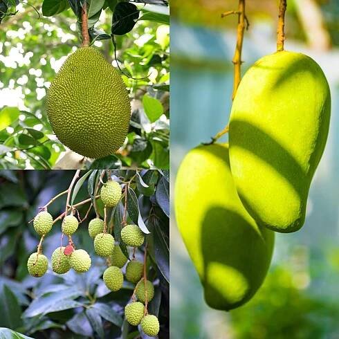 Newnessplant - Exotic Beauty Plants, Fruit Bounty, & Natural Wellness