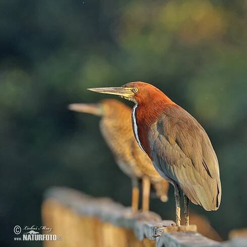 Bukač červenavý | Naturfoto.cz