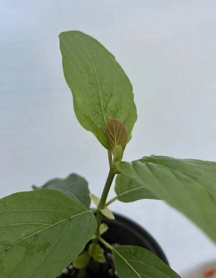Mitragyna javanica