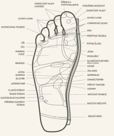 Refexní terapie nohou podle Kutus Kutus bylinné terapie.