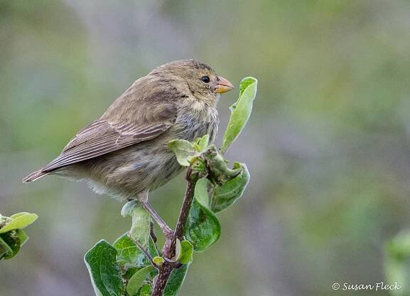 Finches