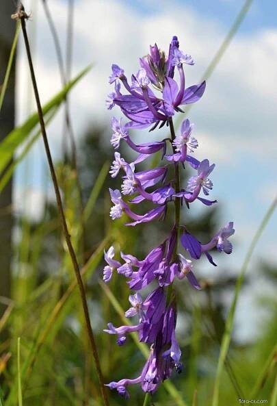 Vítod větší (Polygala major)