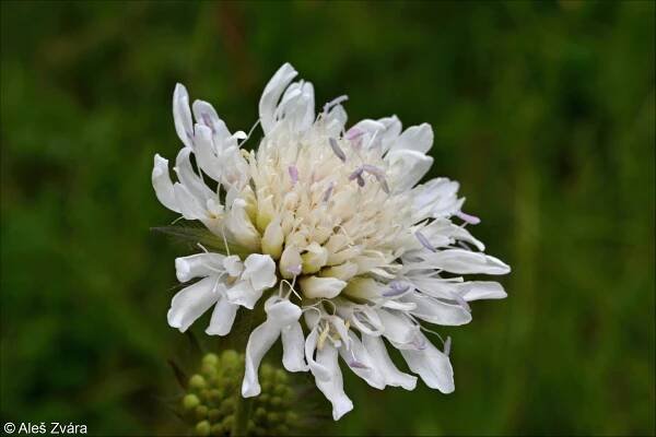 Knautia arvensis agg. – okruh chrastavce rolního