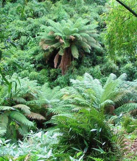 Dicksonia antarctica