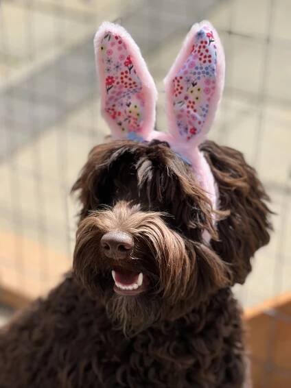 Gigi — Bark & Bramble