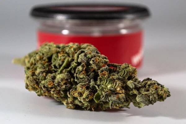 THC and Cannabinoid Degradation: Factors in Preserving Potency