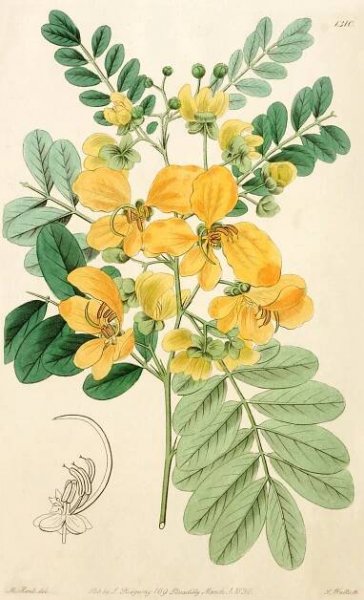 Angiosperm families - Leguminosae-Caesalpinioideae Kunth 