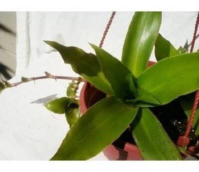 Callisia fragrans - kalísie voňavá — Květinářství Plantica