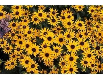 Třapatka zářivá 'Little Goldstar' - Rudbeckia fulgida 'Little Goldstar' Květník o průměru 11 cm