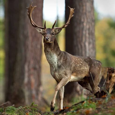 Sudokopytníci jelenovití | Štěpán Mikulka | Wildlife fotograf