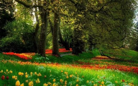 příroda, park, jaro, krásně, stromy, květiny