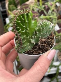 Euphorbia triangularis 'Cristata' | Succulents \ Euphorbia | Kaktusy, sukulenty i inne rośliny - CandyCacti
