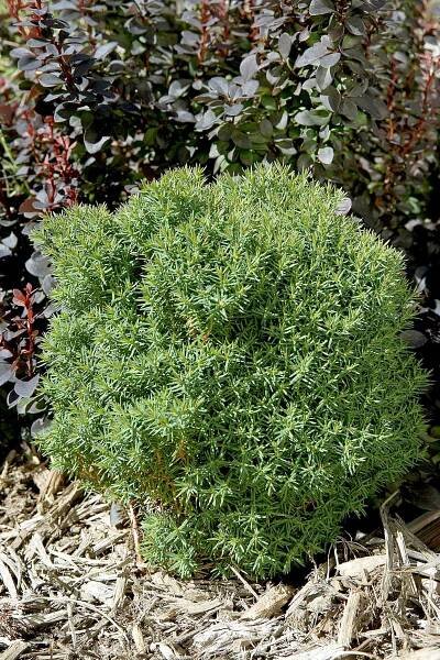 Thuja occidentalis Teddy, dwarf eastern arborvitae