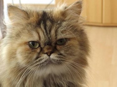Perská kočka – nadýchaný polštář s vysokými nároky na péči o srst - NeposlušnéTlapky