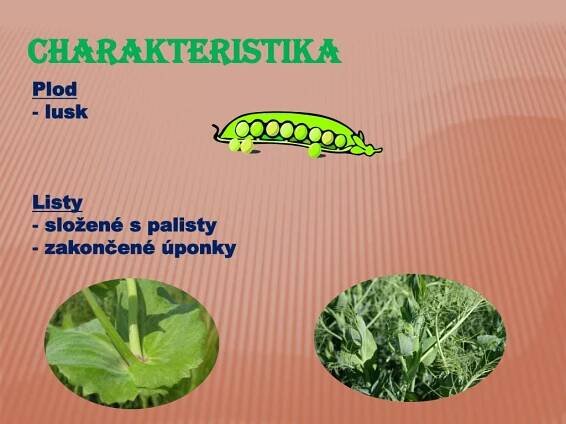 PPT - BOBOVITÉ ROSTLINY PowerPoint Presentation, free download - ID:2070546