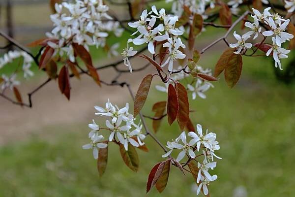 Muchovník kanadský (Amelanchier canadensis)