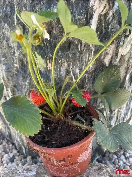 Drobné ovocie, Jahoda „HONEOYE” (Frageria × ananassa) 20 cm, malazahrada.sk, Kežmarok záhradné centrum - Malazahrada.sk