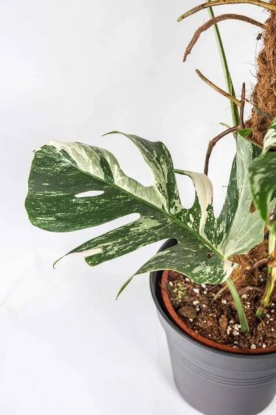 panašovaná monstera, Monstera deliciosa Variegata, skladem | ZAZUMi.cz