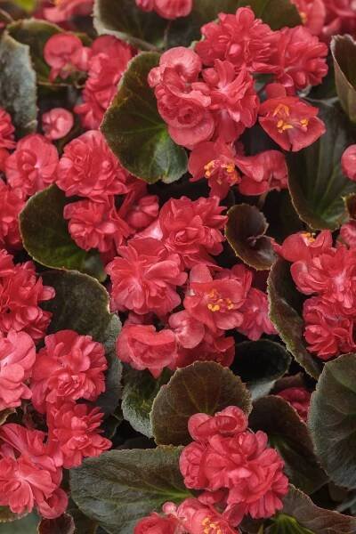 Double Up Red Begonia