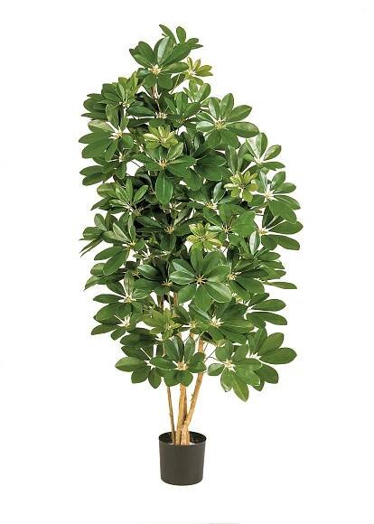 Umělý strom Šeflera přírodní kmeny deluxe, 80cm