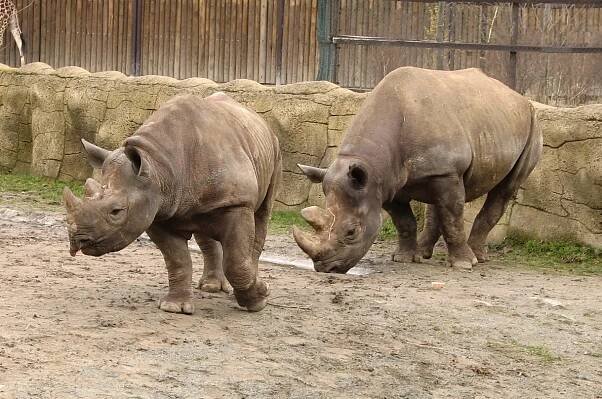 ZOO Dvůr Králové: Africké safari v srdci Evropy