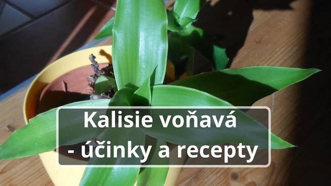 Kalisie voňavá - účinky a recepty