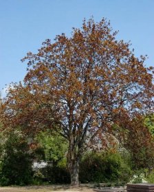 Acer platanoides 'Schwedleri' | javor mléč 'Schwedleri' - Van den Berk Školky