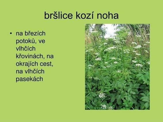 PPT - Miříkovité PowerPoint Presentation, free download - ID:5067425