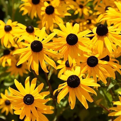Třapatka okázalá Speciosa - Rudbeckia speciosa - prostokořenné sazenice třapatky - 1 ks
