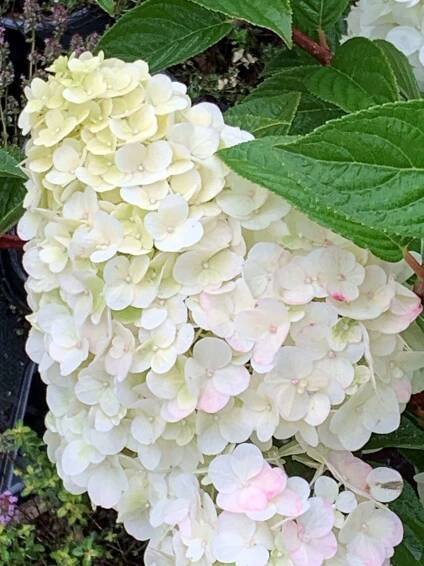 Hortenzie 'Sundae Fraise', 20-30 cm