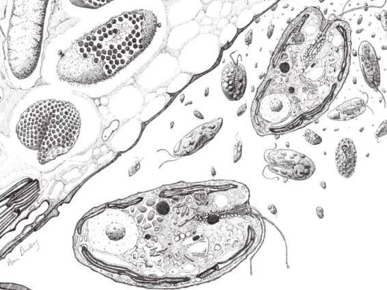 Naši biologové rozkryli další kapitolu evoluce mikroorganismů - OU@live