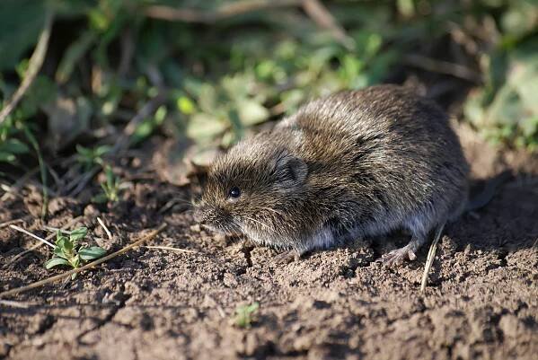 Vole Control - Pest Removal Services in the Bay Area