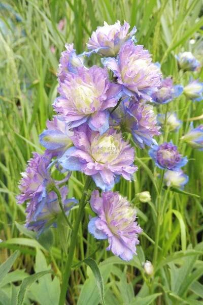 Delphinium elatum " Highlander Sweet Sensation " ® - ostrožka, stračka Zahradnictví Krulichovi - zahradnictví, květinářství