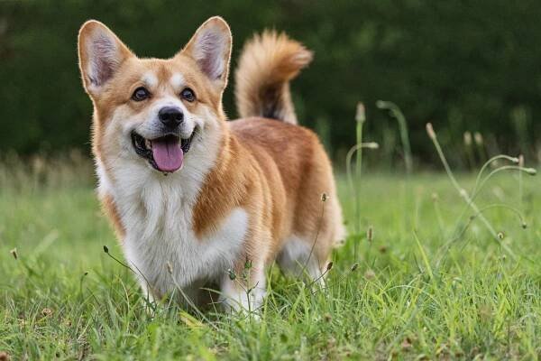 Roztomilý hravý velšský corgi pes hraje stock fotka