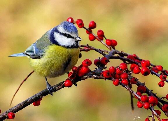 Určování Archivy - AVIFAUNA - Český online magazín o ptácích