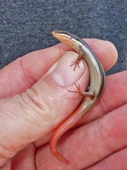 Western Red-tailed Skink