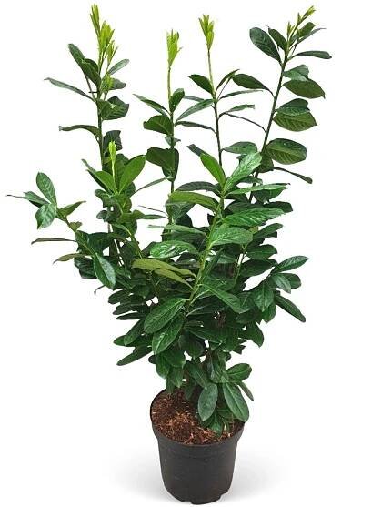 Landgard Bobkovišeň lékařská (Prunus laurocerasus) "Novita" 80-100 cm, 5 l, 30ks