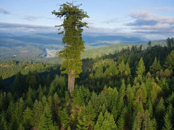 Mendocino 