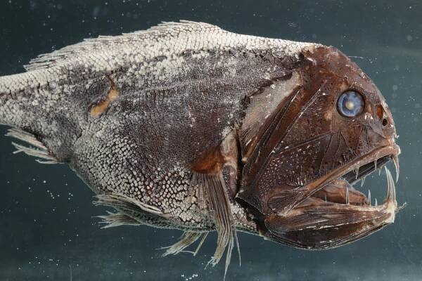 Fangzahn Anoplogaster cornuta