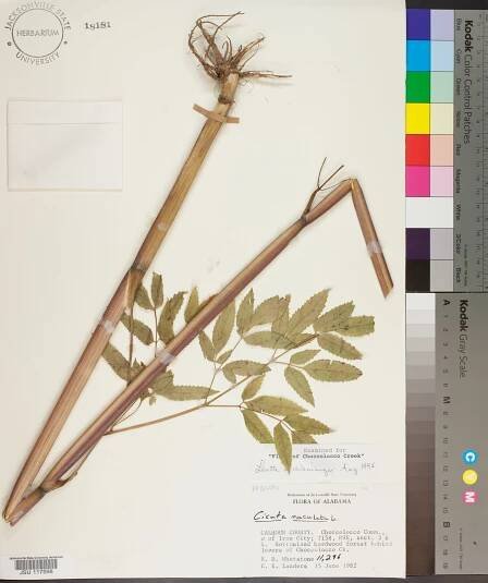 Cicuta maculata - Species Page - APA: Alabama Plant Atlas 