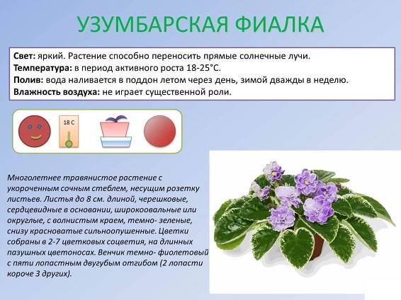 Пересаживание фиалок