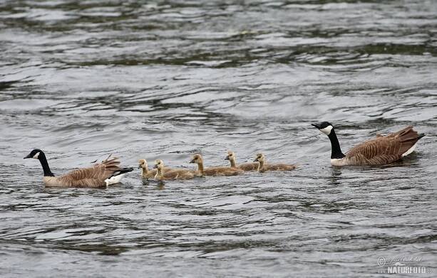 Berneška velká | Naturfoto.cz
