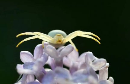 Bílý krabí pavouk (Misumena vatia) na květu šeříku. — Stock obrázek