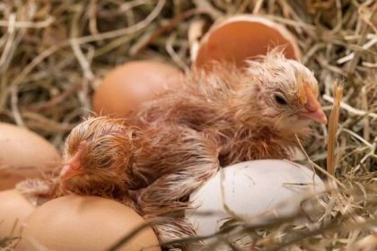 Kdy začnou slepice ve vejcích vrzat?